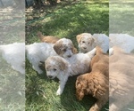 Small Photo #1 Poodle (Miniature) Puppy For Sale in ANNIS, ID, USA
