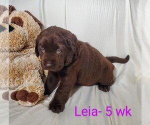 Labrador Retriever Litter for sale in CATO, NY, USA