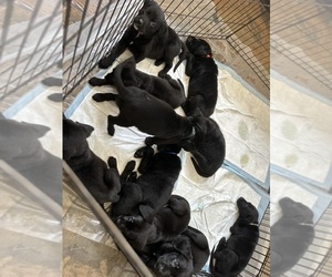 Chocolate Labrador retriever-German Shepherd Dog Mix Litter for sale in TRACY, CA, USA