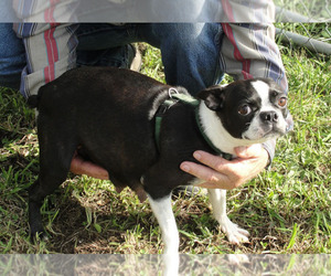 Boston Terrier Litter for sale in CRKD RVR RNCH, OR, USA