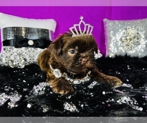 Shih Tzu Litter for sale in HAYWARD, CA, USA