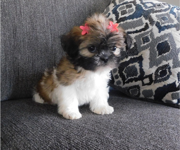 Medium Photo #1 Shih Tzu Puppy For Sale in OSCEOLA, MO, USA