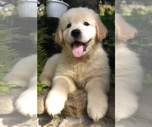 English Cream Golden Retriever Litter for sale in NEWCOMERSTOWN, OH, USA