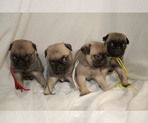 Pug Litter for sale in TURNERS STATION, KY, USA