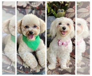 Maltipoo Litter for sale in PLANT CITY, FL, USA