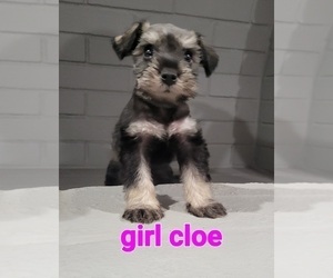 Schnauzer (Miniature) Litter for sale in GILROY, CA, USA