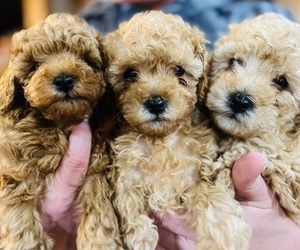 Goldendoodle (Miniature) Litter for sale in PERRY, OH, USA