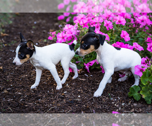 Toy Fox Terrier-Unknown Mix Litter for sale in WAKARUSA, IN, USA