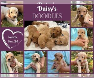Goldendoodle Litter for sale in ROME, GA, USA