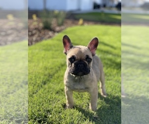 French Bulldog Litter for sale in BAKERSFIELD, CA, USA