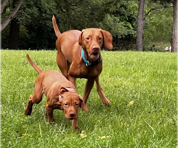 Medium Photo #1 Vizsla Puppy For Sale in COLUMBIA, MO, USA