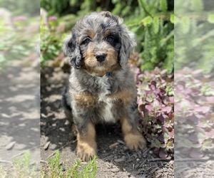 Bernedoodle Litter for sale in BOWLING GREEN, OH, USA