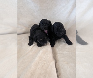 Poodle (Toy) Litter for sale in MAMOU, LA, USA