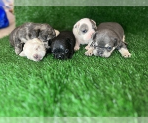 French Bulldog Litter for sale in WASHINGTON, DC, USA