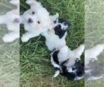 Small Photo #1 Zuchon Puppy For Sale in FAYETTEVILLE, NC, USA