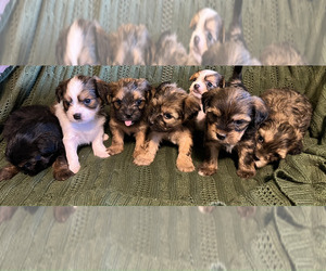 Shorkie Tzu Litter for sale in FAIRBORN, OH, USA
