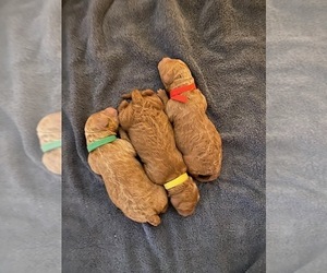 Goldendoodle Litter for sale in ROCKLEDGE, FL, USA