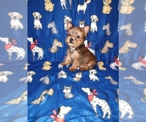Yorkshire Terrier Litter for sale in LAPEER, MI, USA