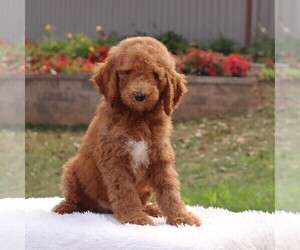 Poodle (Standard) Litter for sale in GAP, PA, USA