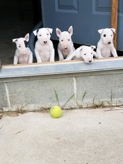 Bull Terrier Litter for sale in JACKSON, MI, USA
