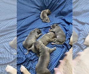 American Bully-American Pit Bull Terrier Mix Litter for sale in INDIANAPOLIS, IN, USA