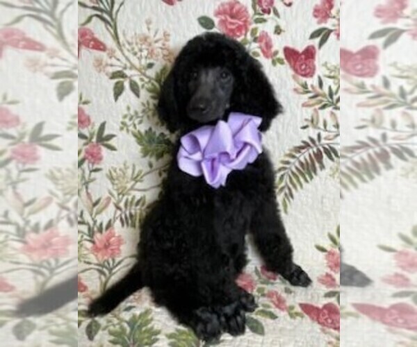 Medium Photo #1 Poodle (Standard) Puppy For Sale in SALUDA, SC, USA