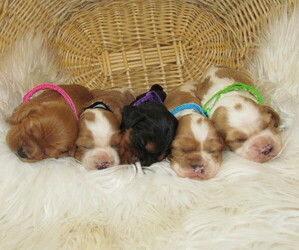 Cavalier King Charles Spaniel-Cockalier Mix Litter for sale in LINCOLN, MO, USA