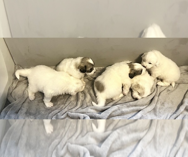 Medium Photo #1 Great Pyrenees Puppy For Sale in SPRINGDALE, WA, USA