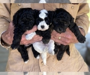 Havanese-Poodle (Toy) Mix Litter for sale in YANCEY, TX, USA
