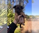Small Photo #1 Chihuahua-Chorkie Mix Puppy For Sale in SAINT AUGUSTINE, FL, USA