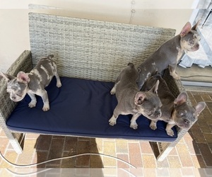 French Bulldog Litter for sale in PLANTATION, FL, USA