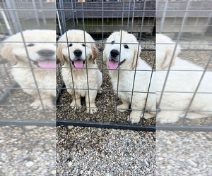English Cream Golden Retriever Litter for sale in BOSWELL, IN, USA