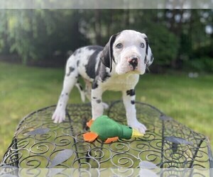Great Dane Litter for sale in BOLTON, MA, USA