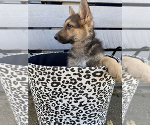 German Shepherd Dog Litter for sale in VINCENNES, IN, USA