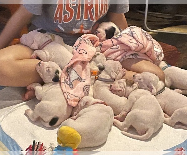 Medium Photo #1 American Bulldog Puppy For Sale in PASADENA, TX, USA