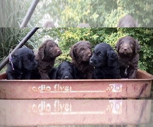 Labradoodle Litter for sale in CEDAR HILL, TX, USA