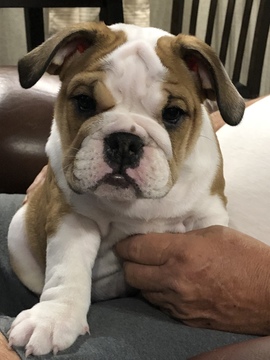 Medium Photo #1 English Bulldog Puppy For Sale in KYLE, TX, USA