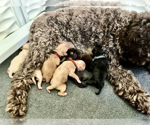 Australian Labradoodle Litter for sale in BRUSH PRAIRIE, WA, USA