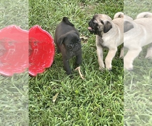 Pug Litter for sale in ISLANDTON, SC, USA