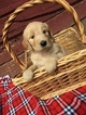 Small Photo #1 Goldendoodle Puppy For Sale in BELLEVILLE, PA, USA