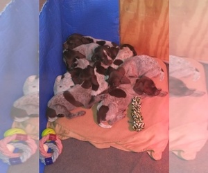 German Shorthaired Pointer Litter for sale in GRISWOLD, IA, USA
