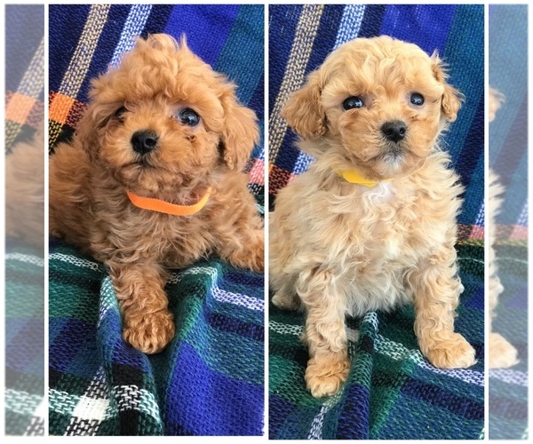 Medium Photo #1 Poodle (Toy) Puppy For Sale in BOWLING GREEN, KY, USA