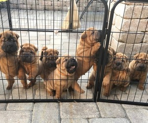 Chinese Shar-Pei Litter for sale in SARASOTA, FL, USA