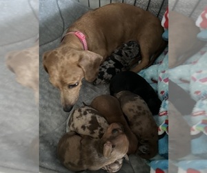 Dachshund Litter for sale in HIGHLANDS, TX, USA