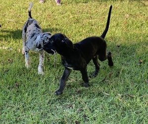 Great Dane Litter for sale in HAYES, VA, USA