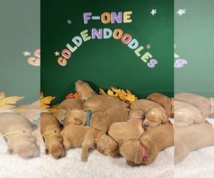 Goldendoodle Litter for sale in UNICOI, TN, USA