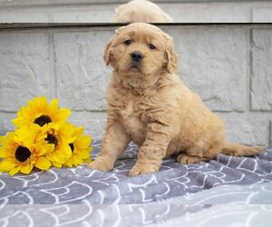 Golden Retriever Litter for sale in MILLERSBURG, OH, USA