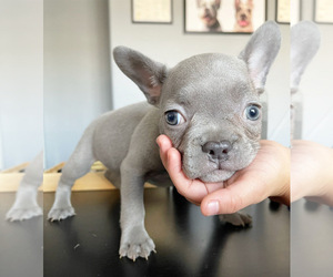 French Bulldog Litter for sale in MADERA, CA, USA