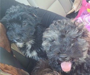 Cavapoo-Maltipoo Mix Litter for sale in CONYERS, GA, USA