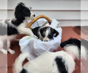 Jack Russell Terrier-Unknown Mix Litter for sale in MOUNT LAUREL, NJ, USA